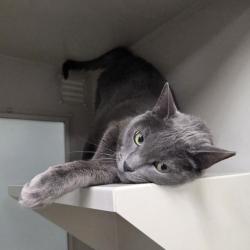 Shelter Stray Female Cat last seen , 655 N Mojave Rd, Las Vegas, NV 89101, USA