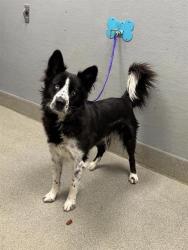 Shelter Stray Male Dog last seen , 655 N Mojave Rd, Las Vegas, NV 89101, USA