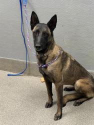 Shelter Stray Female Dog last seen , 655 N Mojave Rd, Las Vegas, NV 89101, USA
