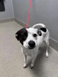 Shelter Stray Female Dog last seen , 655 N Mojave Rd, Las Vegas, NV 89101, USA