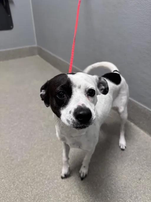 Shelter Stray Female Dog last seen , 655 N Mojave Rd, Las Vegas, NV 89101, USA