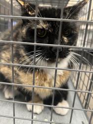 Shelter Stray Female Cat last seen Near BLOCK W TROPICANA AVE, LAS VEGAS NV 89103, 655 N Mojave Rd, Las Vegas, NV 89101, USA