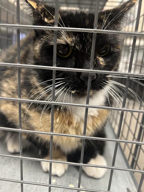 Shelter Stray Female Cat last seen Near BLOCK W TROPICANA AVE, LAS VEGAS NV 89103, 655 N Mojave Rd, Las Vegas, NV 89101, USA