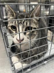 Shelter Stray Male Cat last seen Near BLOCK E LAKE MEAD BLVD, LAS VEGAS NV 89115, 655 N Mojave Rd, Las Vegas, NV 89101, USA