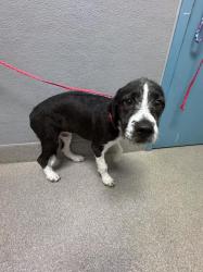 Shelter Stray Male Dog last seen SMOKE RANCH RD AND DECATUR, 655 N Mojave Rd, Las Vegas, NV 89101, USA
