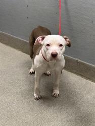 Shelter Stray Female Dog last seen Near BLOCK S LAS VEGAS BLVD, LAS VEGAS NV 89123, 655 N Mojave Rd, Las Vegas, NV 89101, USA