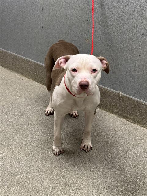 Shelter Stray Female Dog last seen Near BLOCK S LAS VEGAS BLVD, LAS VEGAS NV 89123, 655 N Mojave Rd, Las Vegas, NV 89101, USA