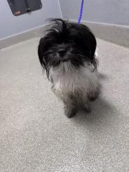 Shelter Stray Male Dog last seen SAHARA AND NELLIS, 655 N Mojave Rd, Las Vegas, NV 89101, USA