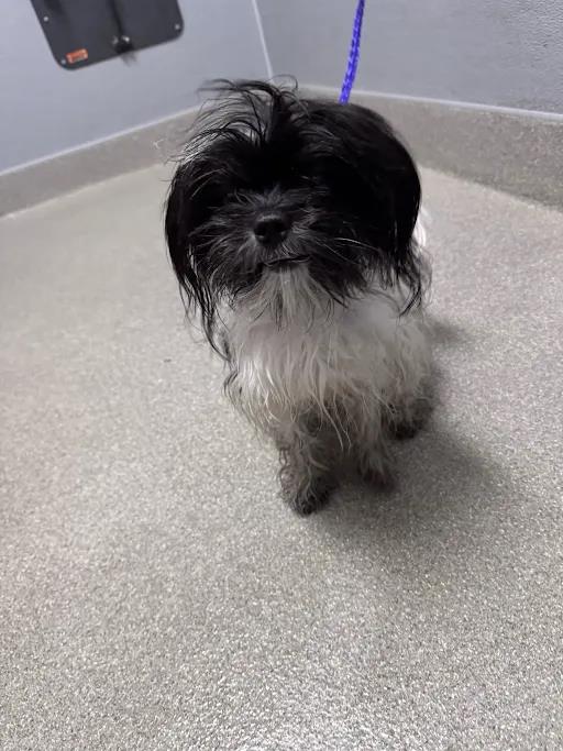 Shelter Stray Male Dog last seen SAHARA AND NELLIS, 655 N Mojave Rd, Las Vegas, NV 89101, USA