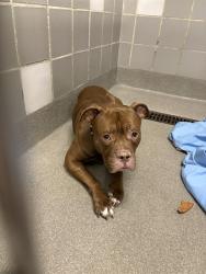 Shelter Stray Male Dog last seen N MOJAVE RD & E BONANZA RD, 655 N Mojave Rd, Las Vegas, NV 89101, USA