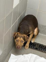 Shelter Stray Unknown Dog last seen W LAKE MEAD BLVD & N DECATUR BLVD, 655 N Mojave Rd, Las Vegas, NV 89101, USA