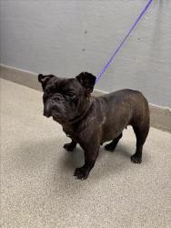 Shelter Stray Female Dog last seen E CHARLESTON BLVD & N LAMB BLVD, 655 N Mojave Rd, Las Vegas, NV 89101, USA