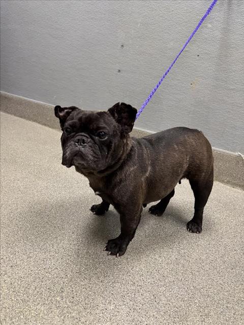 Shelter Stray Female Dog last seen E CHARLESTON BLVD & N LAMB BLVD, 655 N Mojave Rd, Las Vegas, NV 89101, USA