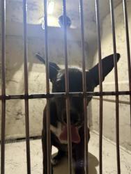 Shelter Stray Male Dog last seen Near BLOCK W CAREY AVE, NORTH LAS VEGAS NV 89030, 655 N Mojave Rd, Las Vegas, NV 89101, USA