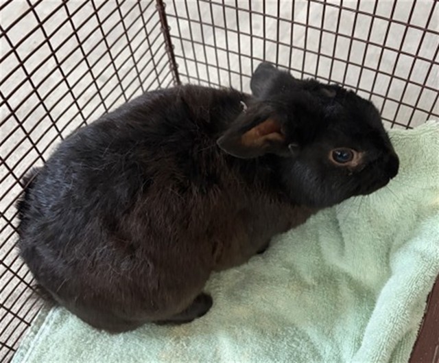Shelter Stray Unknown Other last seen CYPRESS AVE X CERES AVE, 333 Chandler Pl, San Bernardino, CA 92408, USA