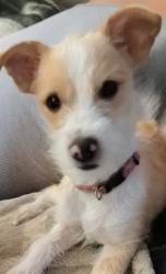 Reunited Female Dog last seen Holiday village, Greeley, CO 80631