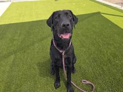 Shelter Stray Male Dog last seen HWY 193 & OAK TREE LN, 11232 B Ave, Auburn, CA 95603, USA