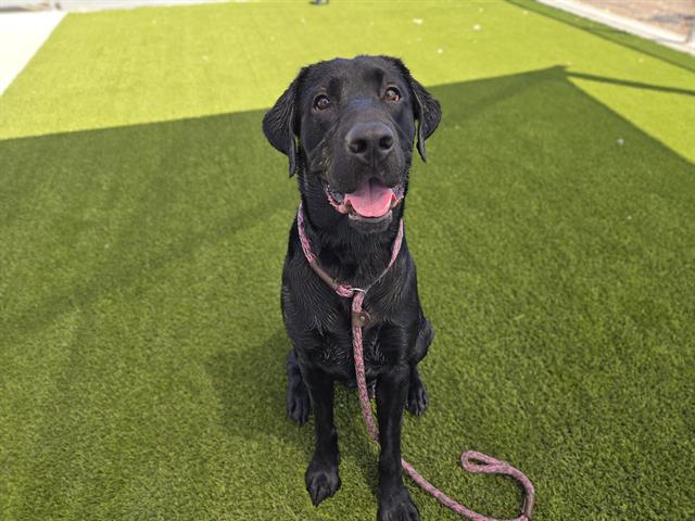 Shelter Stray Male Dog last seen HWY 193 & OAK TREE LN, 11232 B Ave, Auburn, CA 95603, USA
