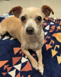 Shelter Stray Female Dog last seen ENGLISH COLONY AND SWETZER RD, 11232 B Ave, Auburn, CA 95603, USA