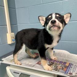 Shelter Stray Male Dog last seen Near BLOCK WAYSIDE, 4710 TX-151, San Antonio, TX 78227, USA