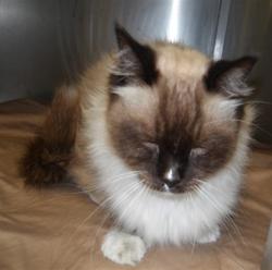 Shelter Stray Female Cat last seen , 11361 W Pico Blvd, Los Angeles, CA 90064, USA