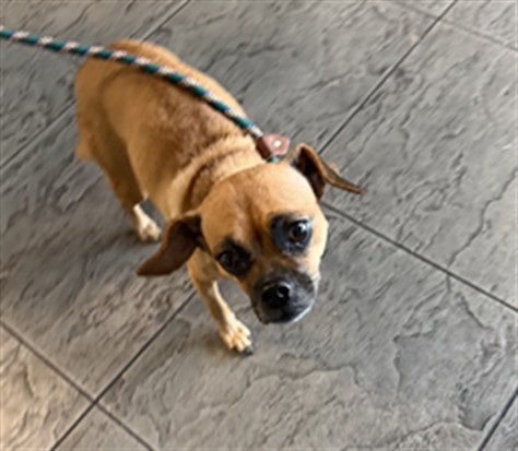 Shelter Stray Female Dog last seen , 11361 W Pico Blvd, Los Angeles, CA 90064, USA
