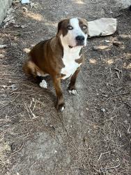 Lost Female Dog last seen chuck e cheese, San Jose, CA 95121