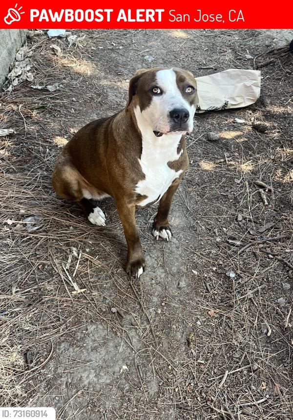 Lost Female Dog last seen chuck e cheese, San Jose, CA 95121