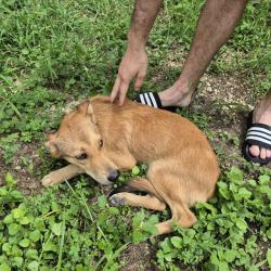 Shelter Stray Female Dog last seen Near BLOCK MACHAELA TRACE, 4710 TX-151, San Antonio, TX 78227, USA