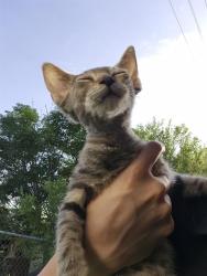 Shelter Stray Female Cat last seen Near BLOCK OLD CORPUS CHRISTI R, 4710 TX-151, San Antonio, TX 78227, USA