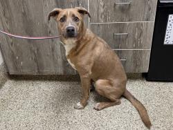 Shelter Stray Male Dog last seen Near BLOCK PATRICK DR, COLORADO SPRINGS, CO 80916, 610 Abbot Ln, Colorado Springs, CO 80905, USA