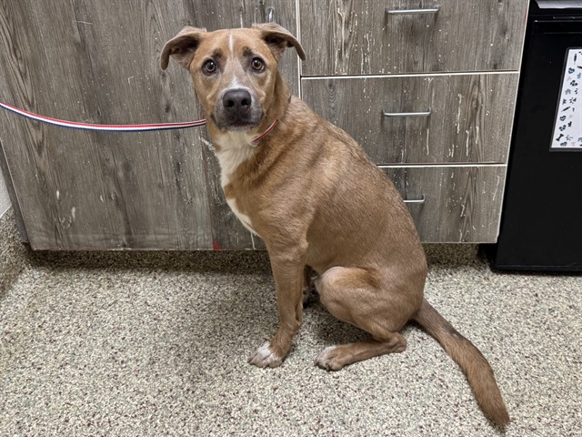 Shelter Stray Male Dog last seen Near BLOCK PATRICK DR, COLORADO SPRINGS, CO 80916, 610 Abbot Ln, Colorado Springs, CO 80905, USA