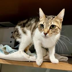 Shelter Stray Female Cat last seen Near BLOCK FOLSOM@5TH ST, 1419 Bryant St, San Francisco, CA 94103, USA