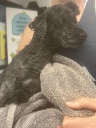 Shelter Stray Male Dog last seen Near BLOCK SUNTOP BLVD N, ENUMCLAW WA 98022, 21615 64th Ave S, Kent, WA 98032, USA