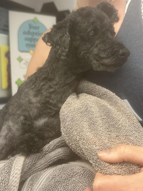 Shelter Stray Male Dog last seen Near BLOCK SUNTOP BLVD N, ENUMCLAW WA 98022, 21615 64th Ave S, Kent, WA 98032, USA