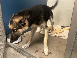 Shelter Stray Male Dog last seen FRYE - 202, 5501 E Van Buren St, Phoenix, AZ 85008, USA