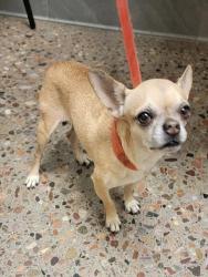 Shelter Stray Male Dog last seen N 87TH TERR, 5501 E Van Buren St, Phoenix, AZ 85008, USA