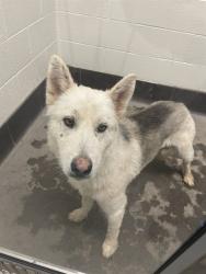 Shelter Stray Male Dog last seen 43RD AVE / THOMAS, 5501 E Van Buren St, Phoenix, AZ 85008, USA