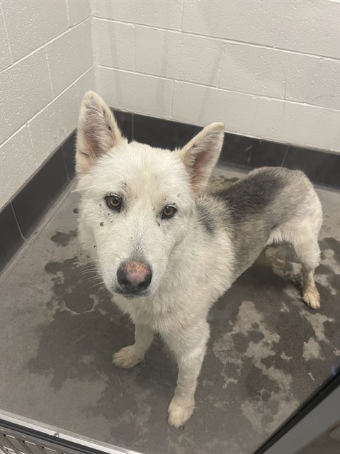 Shelter Stray Male Dog last seen 43RD AVE / THOMAS, 5501 E Van Buren St, Phoenix, AZ 85008, USA
