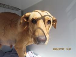Shelter Stray Female Dog last seen 40TH ST/VAN BUREN ST, 5501 E Van Buren St, Phoenix, AZ 85008, USA