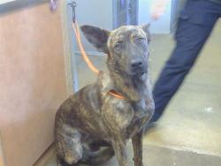 Shelter Stray Female Dog last seen KIEFER BLVD/BRADSHAW RD, 95827, 3839 Bradshaw Rd, Sacramento, CA 95827, USA