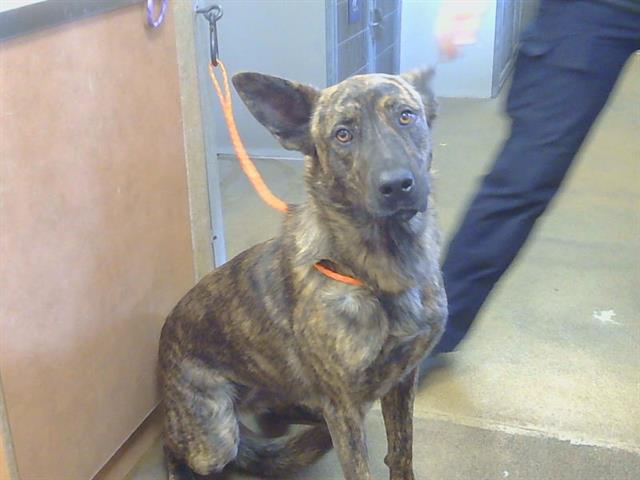 Shelter Stray Female Dog last seen KIEFER BLVD/BRADSHAW RD, 95827, 3839 Bradshaw Rd, Sacramento, CA 95827, USA
