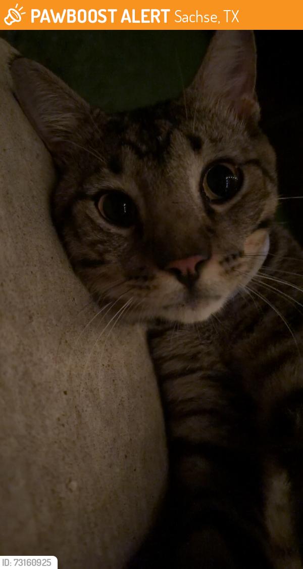 Found/Stray Female Cat last seen Near me in my possession, Sachse, TX 75048