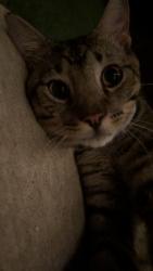 Found/Stray Female Cat last seen Near me in my possession, Sachse, TX 75048