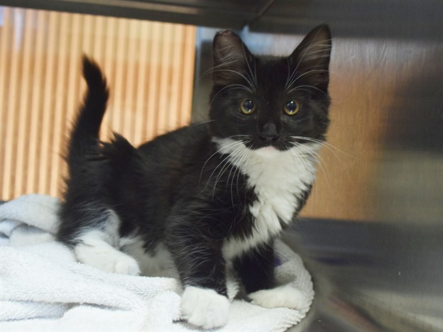 Shelter Stray Female Cat last seen TWIN CITIES RD/CARILLION BLVD, 95632, 3839 Bradshaw Rd, Sacramento, CA 95827, USA