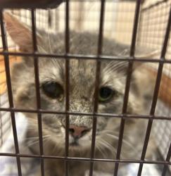 Shelter Stray Male Cat last seen ESTEEM DR/HEATHERBRAE CIR, 95842, 3839 Bradshaw Rd, Sacramento, CA 95827, USA