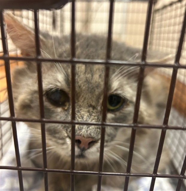 Shelter Stray Male Cat last seen ESTEEM DR/HEATHERBRAE CIR, 95842, 3839 Bradshaw Rd, Sacramento, CA 95827, USA