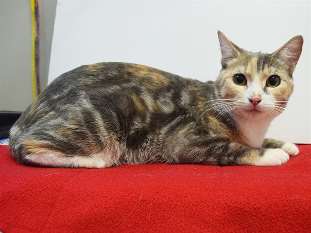 Shelter Stray Female Cat last seen WATT AVE/WINONA WY, 95660, 3839 Bradshaw Rd, Sacramento, CA 95827, USA