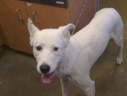 Shelter Stray Male Dog last seen BRADSHAW RD/FOLSOM BLVD, 95827, 3839 Bradshaw Rd, Sacramento, CA 95827, USA