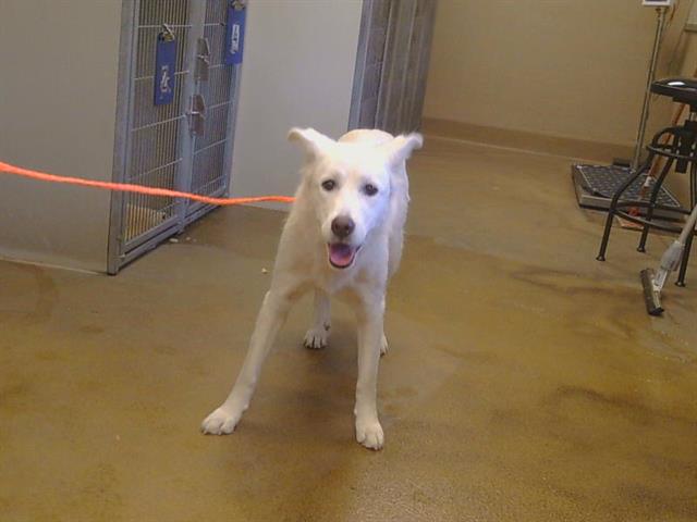 Shelter Stray Female Dog last seen BRADSHAW RD/FOLSOM BLVD, 95827, 3839 Bradshaw Rd, Sacramento, CA 95827, USA